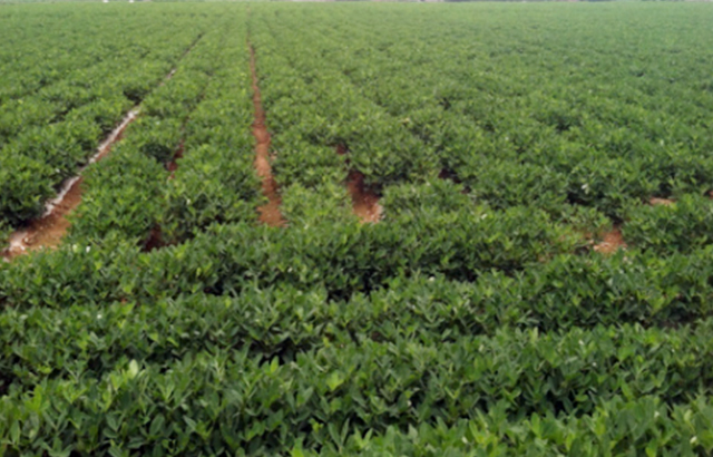 1486547621927797.jpg 未標題-2.jpg