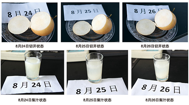 1486606562925207.jpg 梨制作7_副本 1.jpg